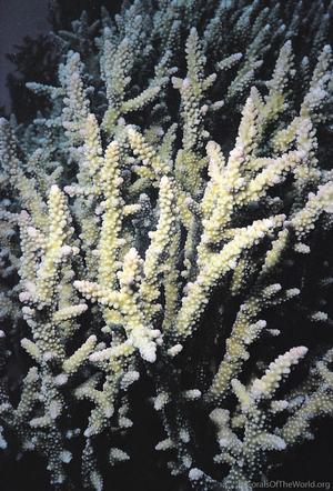 CotW: Acropora vaughani