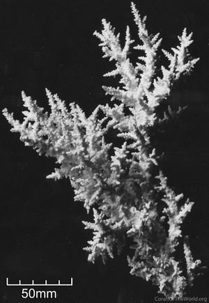 CotW: Acropora vaughani