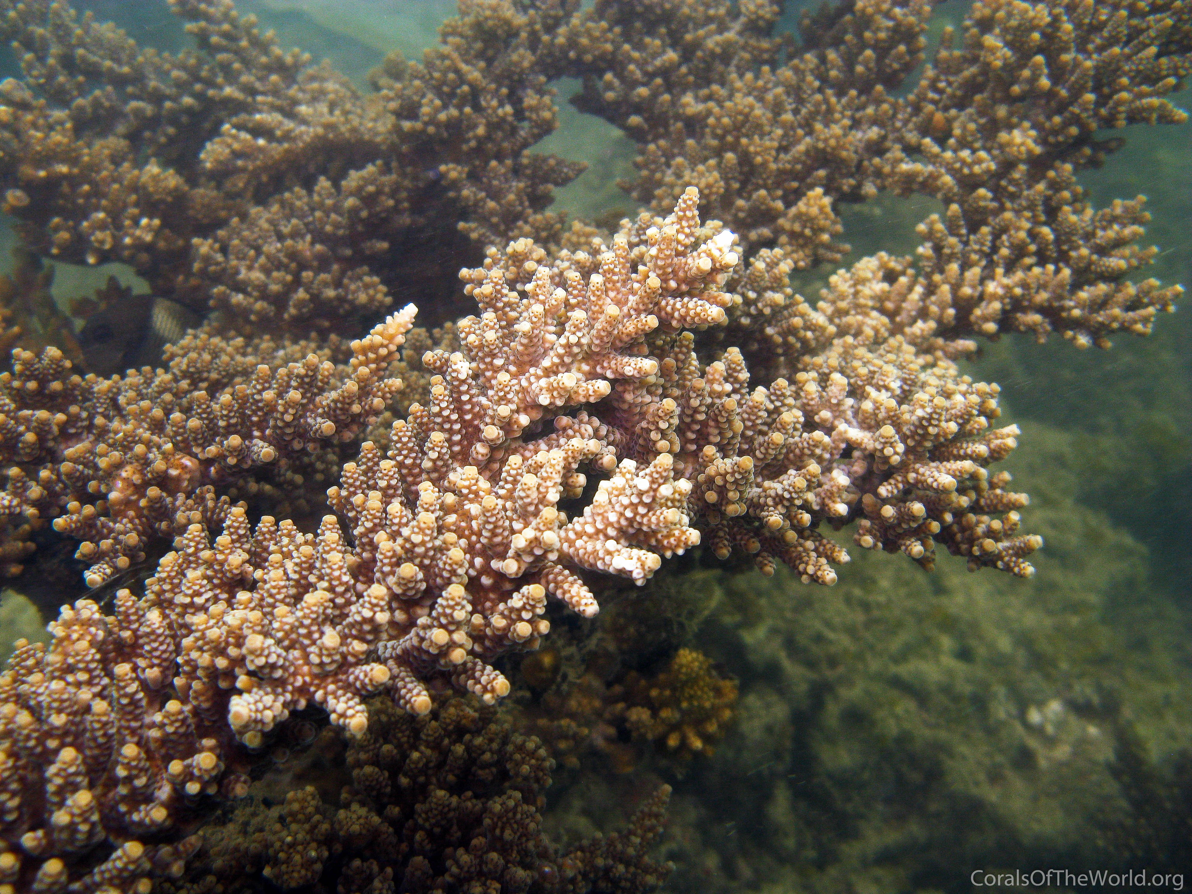 Acropora vermiculata