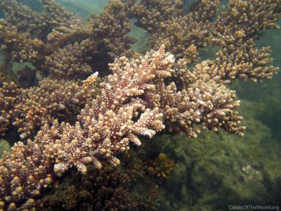 CotW preview: Acropora vermiculata