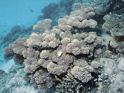 CotW: Acropora vermiculata
