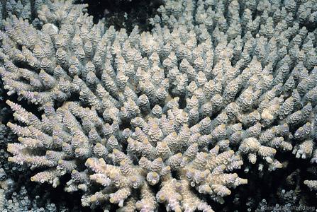 CotW: Acropora vermiculata