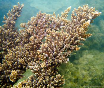 CotW: Acropora vermiculata