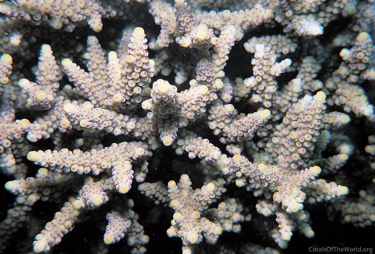 Acropora verweyi