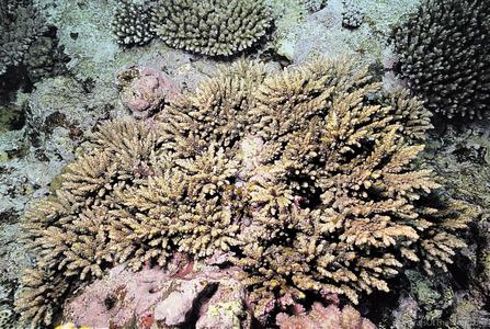 CotW preview: Acropora verweyi