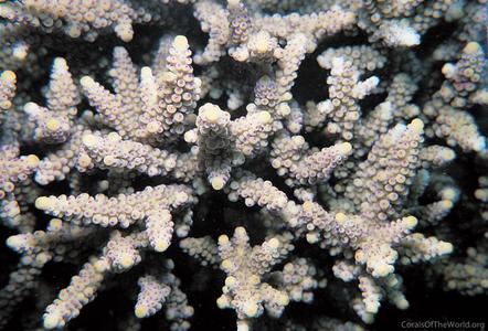 CotW: Acropora verweyi