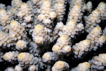 CotW: Acropora verweyi