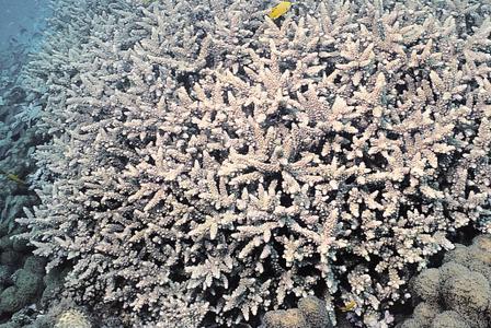 CotW: Acropora verweyi