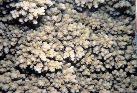 CotW: Acropora verweyi