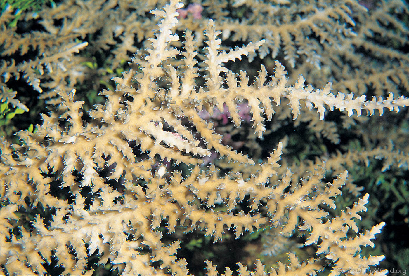 Acropora walindii