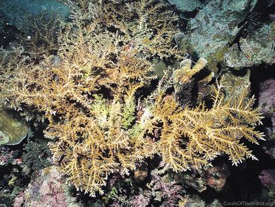 CotW preview: Acropora walindii