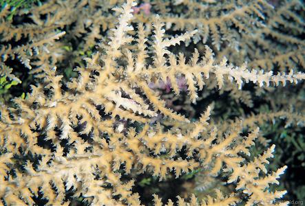 CotW: Acropora walindii