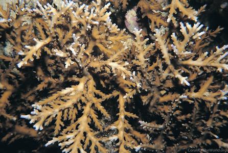 CotW: Acropora walindii