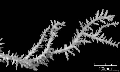 CotW: Acropora walindii