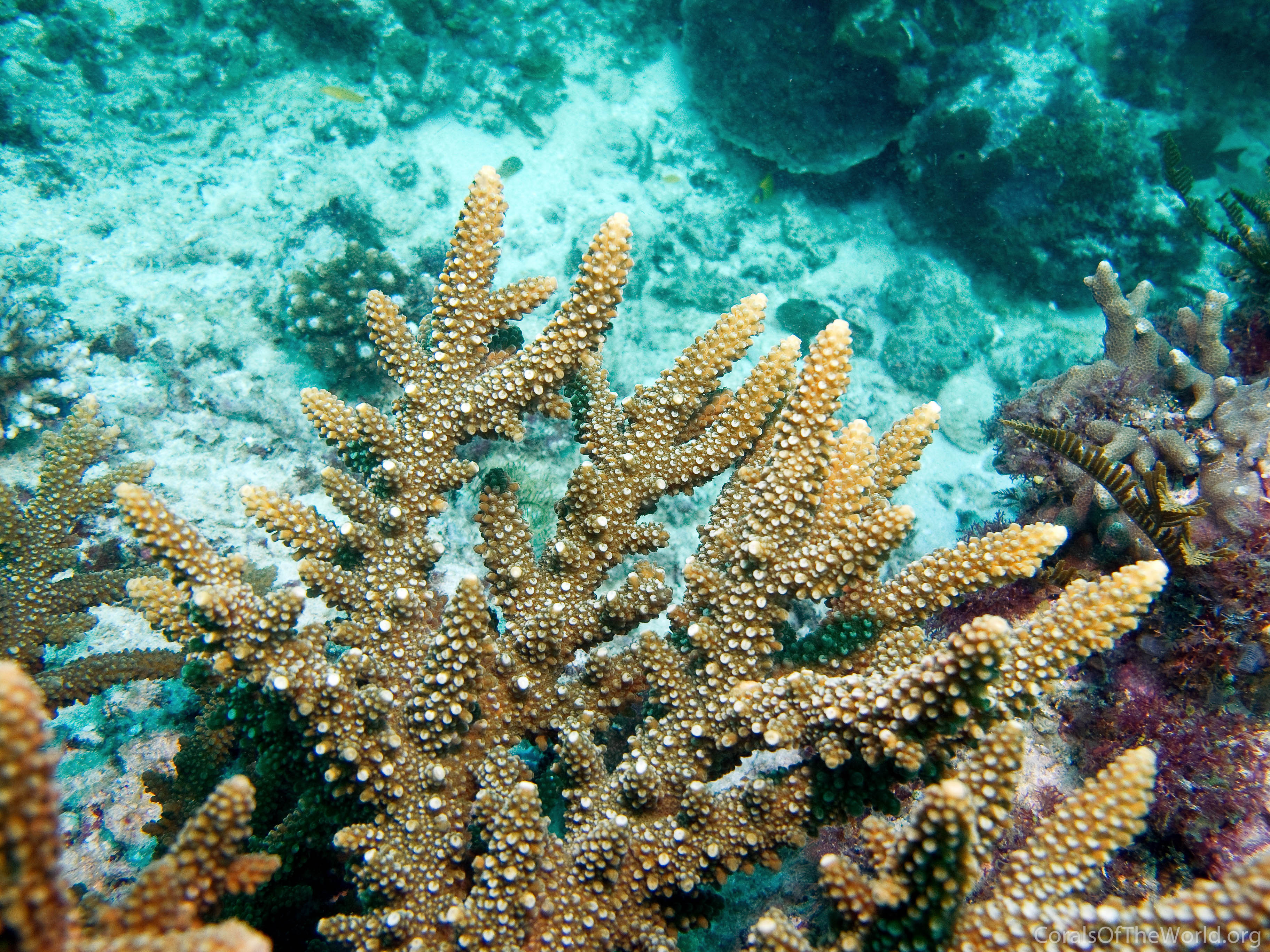 Acropora wallaceae