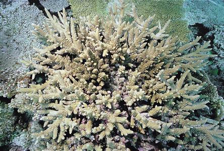 CotW preview: Acropora wallaceae