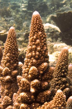 CotW: Acropora wallaceae