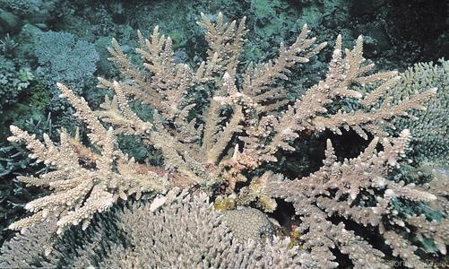 CotW: Acropora wallaceae