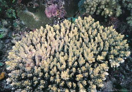 CotW: Acropora willisae