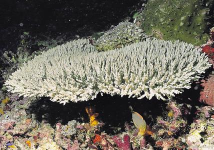 CotW: Acropora willisae
