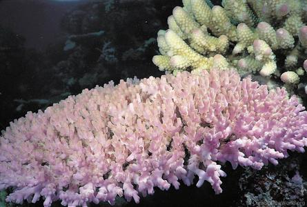 CotW: Acropora willisae