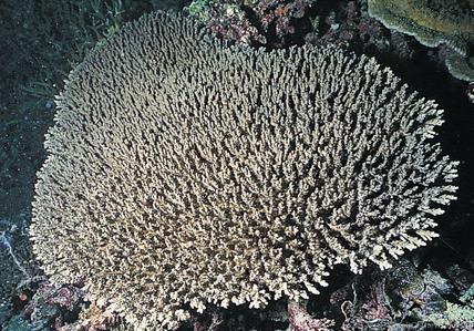 CotW: Acropora willisae