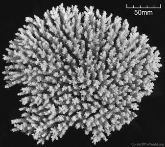CotW: Acropora willisae