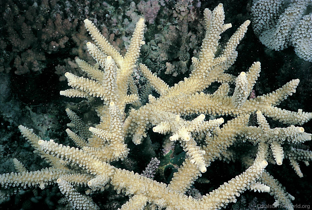 Image from Corals of the World: Acropora yongei