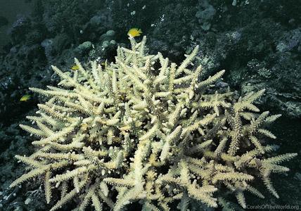 CotW preview: Acropora yongei