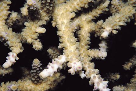 CotW: Acropora yongei