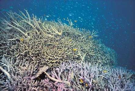 CotW: Acropora yongei