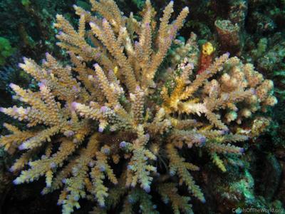 CotW: Acropora yongei