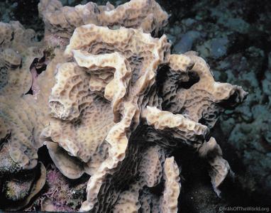 CotW preview: Agaricia agaricites