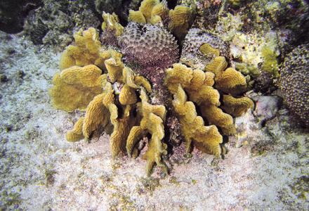 CotW: Agaricia agaricites