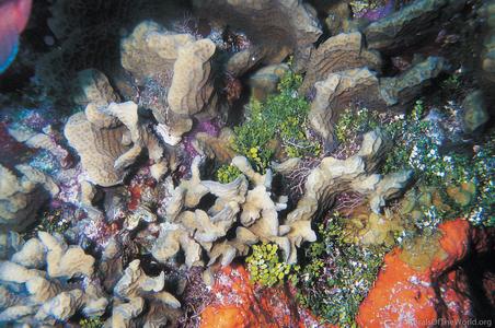 CotW: Agaricia agaricites