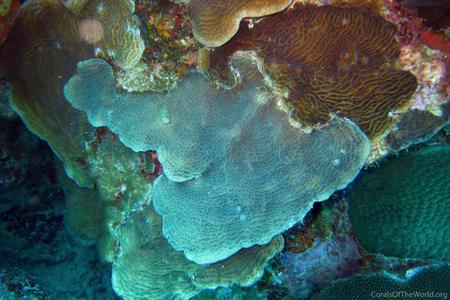 CotW: Agaricia agaricites