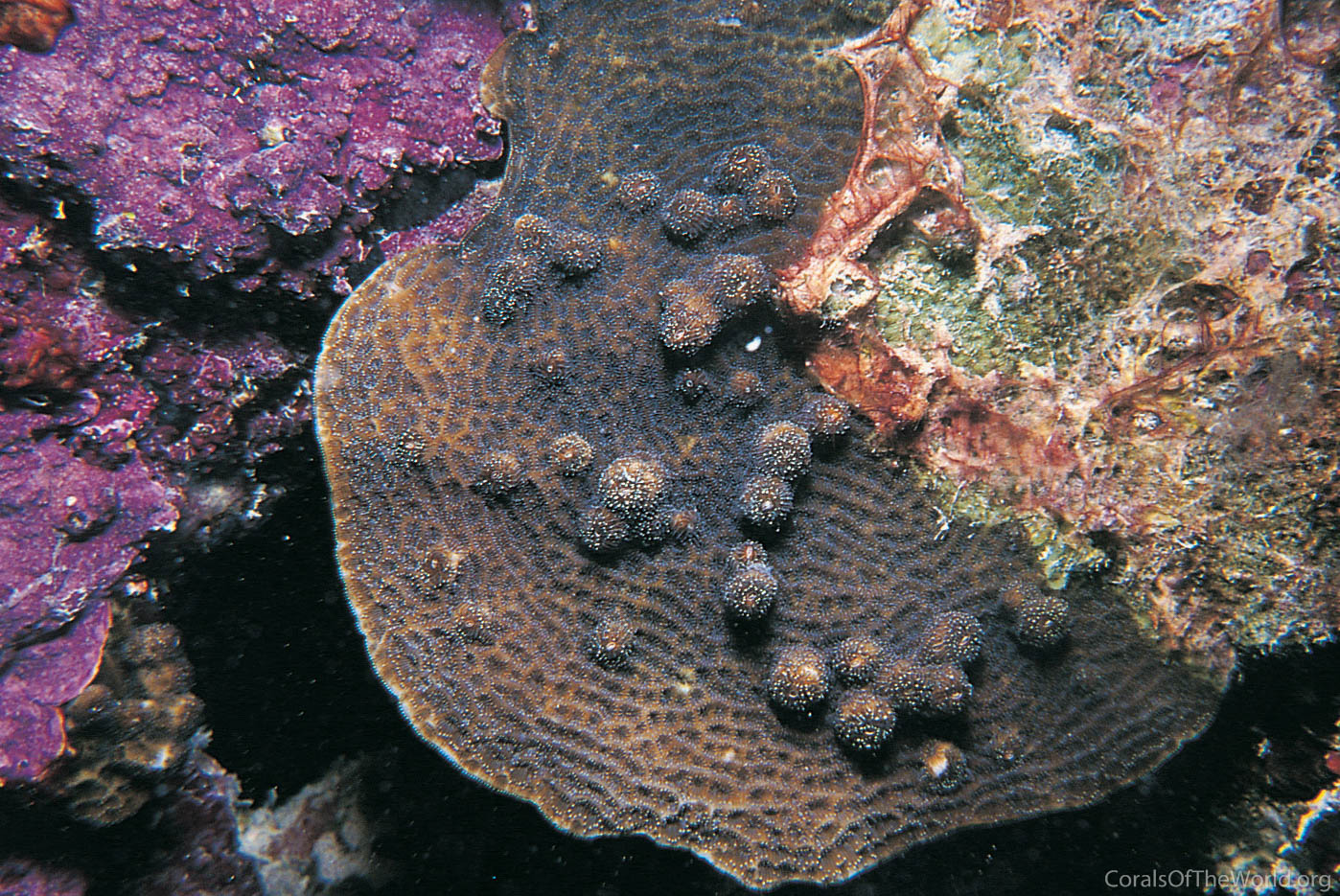 Image from Corals of the World: Agaricia fragilis