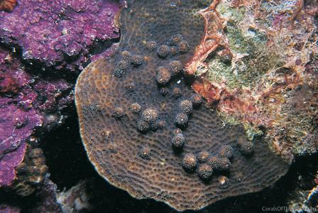 CotW preview: Agaricia fragilis