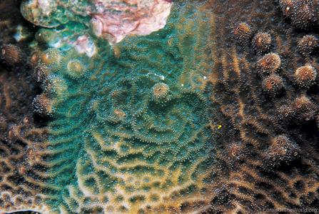 CotW preview: Agaricia fragilis