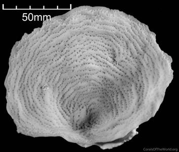 CotW: Agaricia fragilis