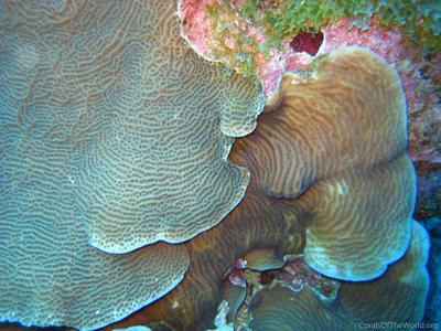 CotW: Agaricia grahamae