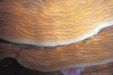 CotW: Agaricia grahamae