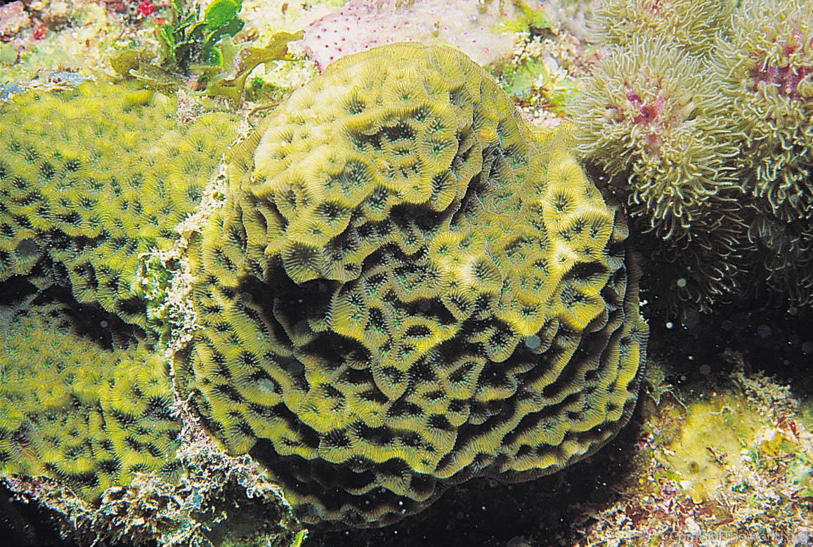 Agaricia humilis