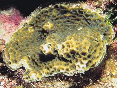 CotW preview: Agaricia humilis