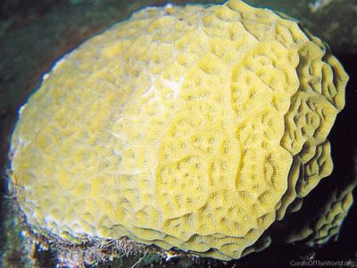 CotW: Agaricia humilis
