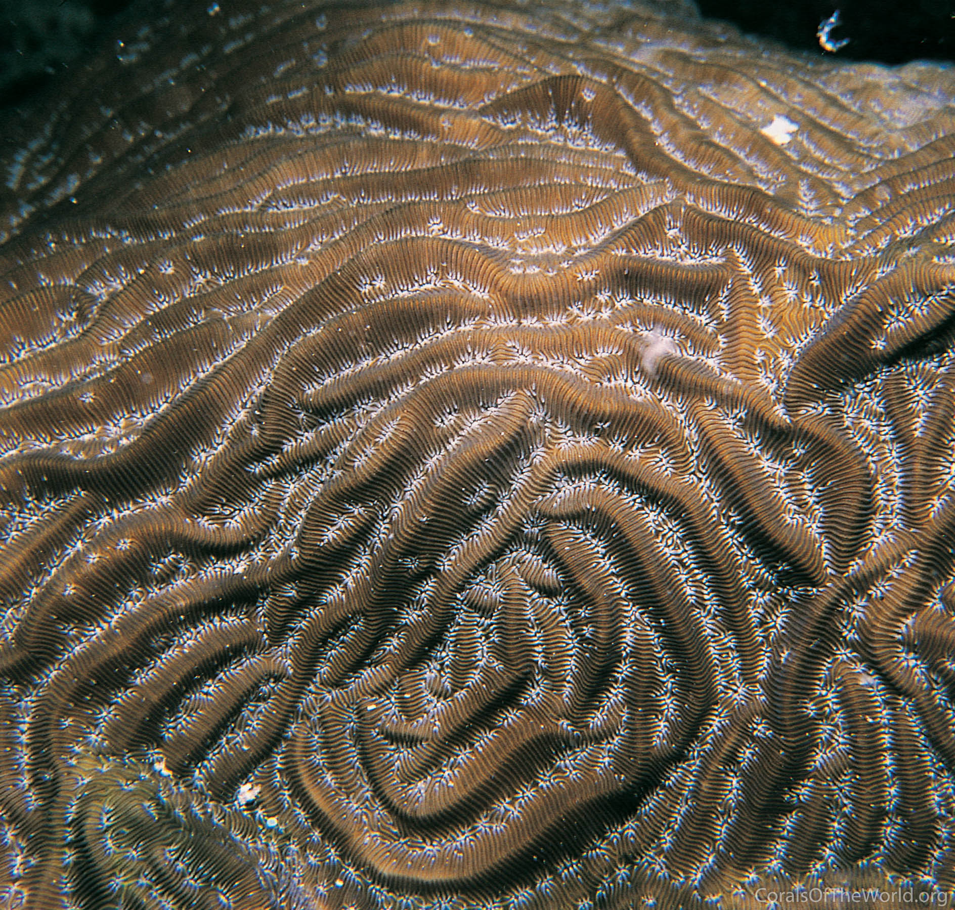 Image from Corals of the World: Agaricia lamarcki