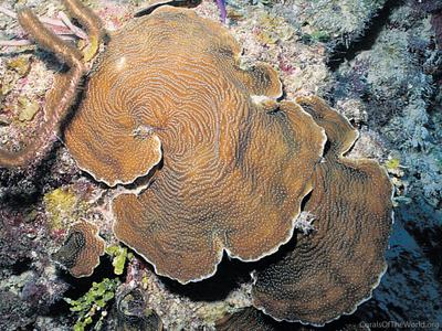 CotW: Agaricia lamarcki