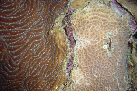 CotW: Agaricia lamarcki