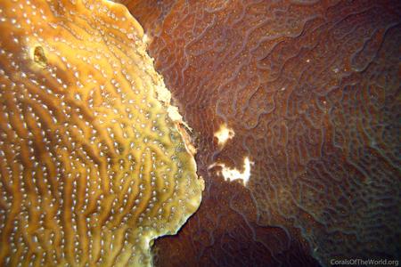 CotW: Agaricia lamarcki