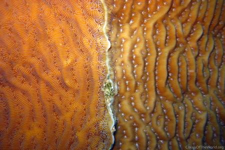 CotW: Agaricia lamarcki
